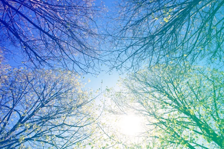 ADHD coaching visual showing sunlight through trees, symbolising mindfulness, calm, and mental clarity