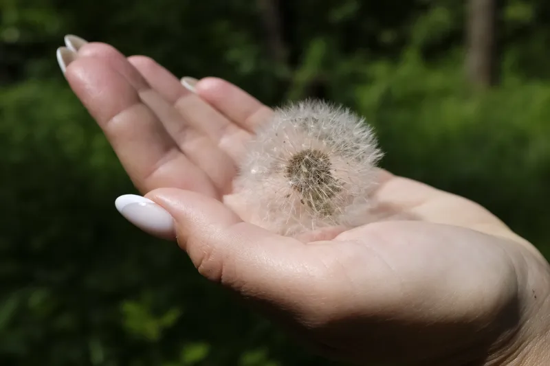 A close-up of a hand holding a dandelion, symbolising the uncertainty and mental effort involved in making decisions with ADHD.