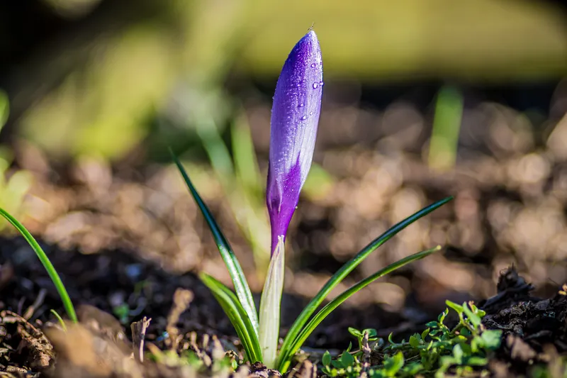 A close-up of a crocus emerging through the soil, symbolising growth and the positive difference ADHD support through Access to Work can make.